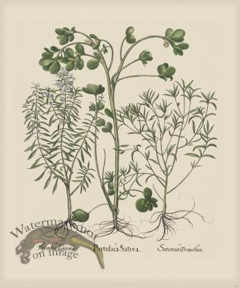 Besler 286 Colored B2